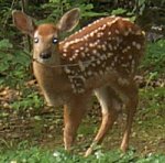 deer_fawn150