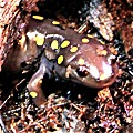 sciencenter Salamander120