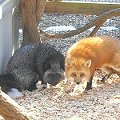 cnc_foxes