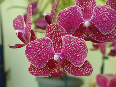 orchid_Dsc07368