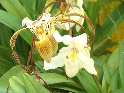 orchid_Dsc07378