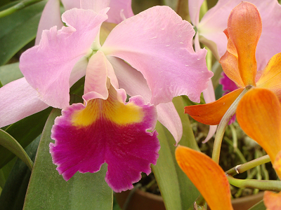 orchid_Dsc07392