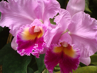 orchid_Dsc07448