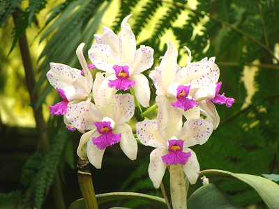 orchid_Dsc07476