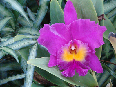 orchid_Dsc07534