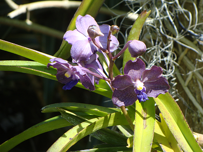 orchid_Dsc07566