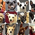 spca_littledogs120