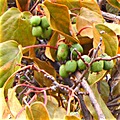 Kiwi Fruit in Lansing