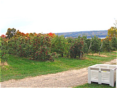 Cornell Orchards in Lansing