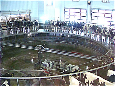 Milking Carousel