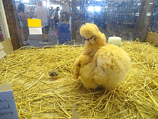 2019 NY State Fair Photo by Karen Veaner