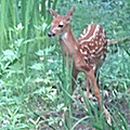 deer_fawn120