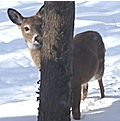 deer shy120